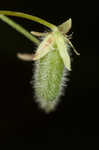 Slender yellow woodsorrel